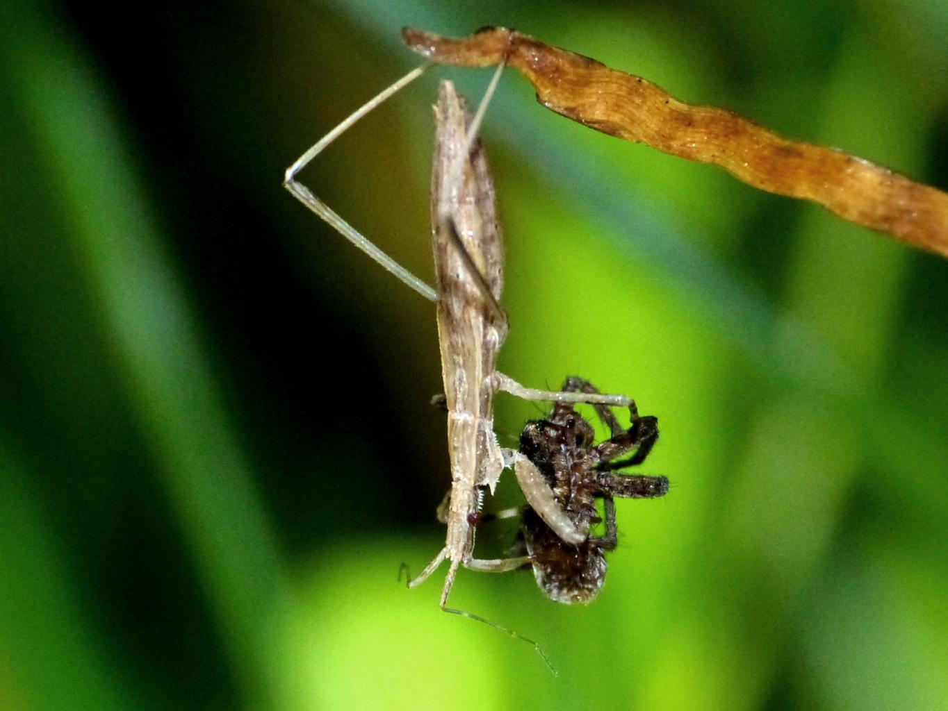 Reduviidae: Sastrapada baerensprungli, predatori di ragni